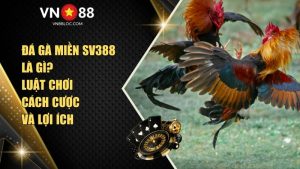 Đá Gà Miền Sv388 Là Gì? Luật Chơi, Cách Cược Và Lợi Ích Tại VN88