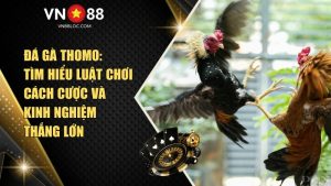 Đá Gà Thomo: Tìm Hiểu Cách Chơi Và Kinh Nghiệm Thắng Lớn Tại VN88