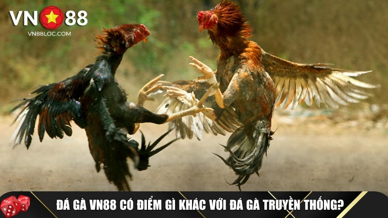 Những đặc điểm nổi bật của đá gà tại VN88
