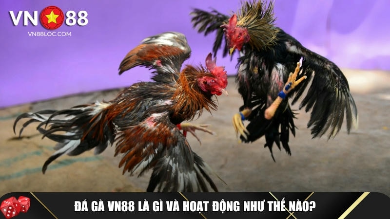 Khám phá tổng quan về đá gá tại VN88