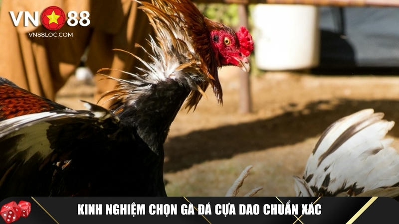 Đá Gà Cựa Dao VN88: Bí Quyết Chiến Thắng 99% Từ Các Kê Thủ Giỏi 5 Mẹo và kinh nghiệm tham gia chơi đá gà cựa dao chuẩn xác