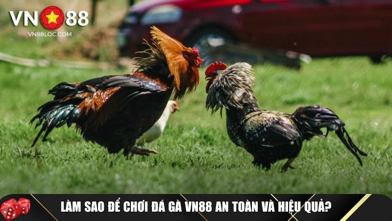 Hướng dẫn cách để bắt đầu chơi đá gà tại VN88