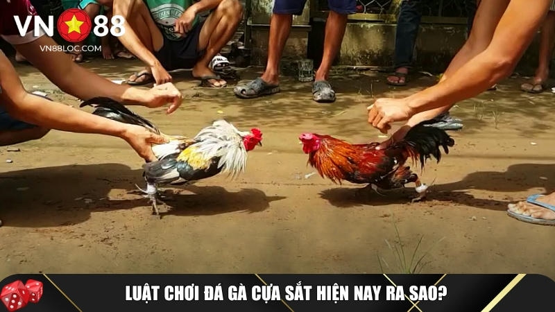 Đá Gà Cựa Sắt Là Gì? Luật Chơi Và Mẹo Cược Chi Tiết Tại VN88 2 Luật cơ bản về dá gà cựa sắt bạn cần biết