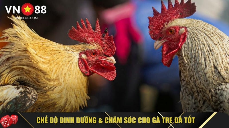 Đá Gà Tre: Hướng Dẫn Chi Tiết & Bí Quyết Nuôi Đá Gà Tre 4 Khám phá chế độ dinh dưỡng và cách chăm sóc gà tre tốt
