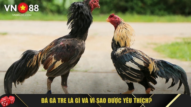 Đá Gà Tre: Hướng Dẫn Chi Tiết & Bí Quyết Nuôi Đá Gà Tre 1 Khám phá tổng quan về đá gà tre tại VN88