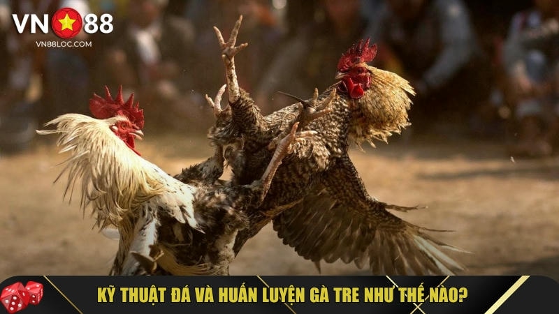 Đá Gà Tre: Hướng Dẫn Chi Tiết & Bí Quyết Nuôi Đá Gà Tre 3 Mách bạn kỹ thuật đá và huấn luyện gà tre hiệu quả