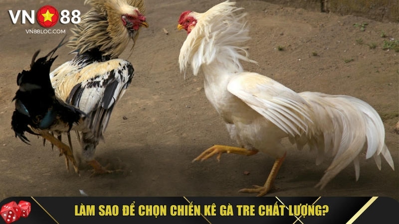 Đá Gà Tre: Hướng Dẫn Chi Tiết & Bí Quyết Nuôi Đá Gà Tre 2 Hướng dẫn chi tiết cách chọn chiến kê gà tre chất lượng