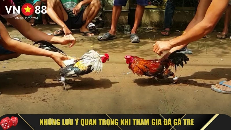 Đá Gà Tre: Hướng Dẫn Chi Tiết & Bí Quyết Nuôi Đá Gà Tre 6 Lưu ý bạn cần biết khi tham gia chơi đá gà tre