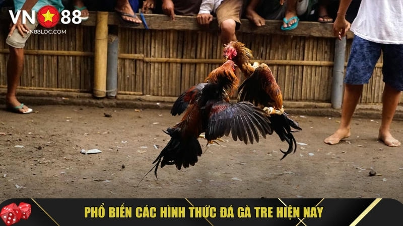 Đá Gà Tre: Hướng Dẫn Chi Tiết & Bí Quyết Nuôi Đá Gà Tre 5 Tổng hợp các hình thức đá gà tre hiện nay